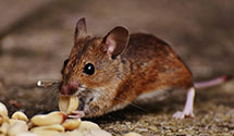 24 Hour & Emergency Exterminators in West Point, NY